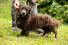 FENYESLEO, Hund, Mischlingshund in Ungarn - Bild 11