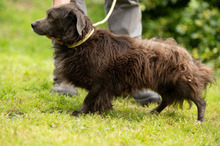 FENYESLEO, Hund, Mischlingshund in Ungarn - Bild 12