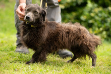 FENYESLEO, Hund, Mischlingshund in Ungarn - Bild 14