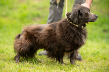 FENYESLEO, Hund, Mischlingshund in Ungarn - Bild 15