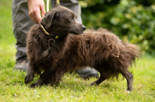 FENYESLEO, Hund, Mischlingshund in Ungarn - Bild 16
