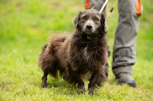 FENYESLEO, Hund, Mischlingshund in Ungarn - Bild 17