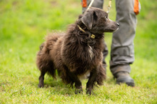 FENYESLEO, Hund, Mischlingshund in Ungarn - Bild 18