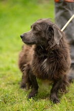 FENYESLEO, Hund, Mischlingshund in Ungarn - Bild 2