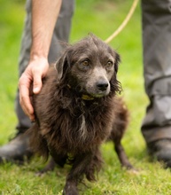FENYESLEO, Hund, Mischlingshund in Ungarn - Bild 3