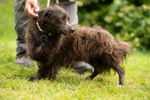 FENYESLEO, Hund, Mischlingshund in Ungarn - Bild 4