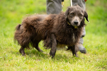 FENYESLEO, Hund, Mischlingshund in Ungarn - Bild 5