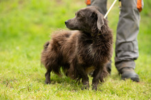 FENYESLEO, Hund, Mischlingshund in Ungarn - Bild 6