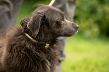 FENYESLEO, Hund, Mischlingshund in Ungarn - Bild 8