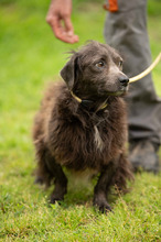 FENYESLEO, Hund, Mischlingshund in Ungarn - Bild 9