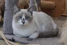 LADA, Katze, Europäisch Kurzhaar in Germering - Bild 1