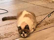 LADA, Katze, Europäisch Kurzhaar in Germering - Bild 2