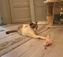 LADA, Katze, Europäisch Kurzhaar in Germering - Bild 4