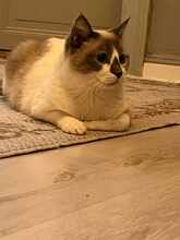 LADA, Katze, Europäisch Kurzhaar in Germering - Bild 6