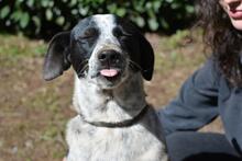 NIKOLINA, Hund, Mischlingshund in Italien - Bild 1