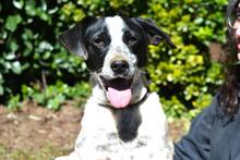 NIKOLINA, Hund, Mischlingshund in Italien - Bild 10