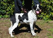 NIKOLINA, Hund, Mischlingshund in Italien - Bild 11