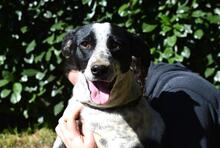 NIKOLINA, Hund, Mischlingshund in Italien - Bild 12