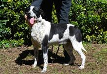 NIKOLINA, Hund, Mischlingshund in Italien - Bild 13