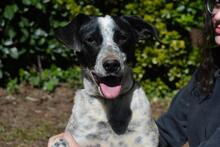 NIKOLINA, Hund, Mischlingshund in Italien - Bild 14