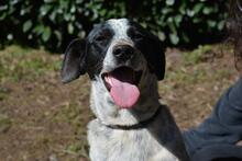 NIKOLINA, Hund, Mischlingshund in Italien - Bild 16