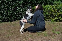 NIKOLINA, Hund, Mischlingshund in Italien - Bild 2