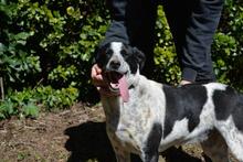 NIKOLINA, Hund, Mischlingshund in Italien - Bild 3