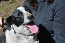 NIKOLINA, Hund, Mischlingshund in Italien - Bild 4