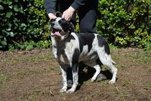 NIKOLINA, Hund, Mischlingshund in Italien - Bild 5