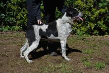 NIKOLINA, Hund, Mischlingshund in Italien - Bild 6