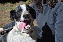 NIKOLINA, Hund, Mischlingshund in Italien - Bild 7