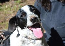 NIKOLINA, Hund, Mischlingshund in Italien - Bild 8