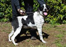 NIKOLINA, Hund, Mischlingshund in Italien - Bild 9