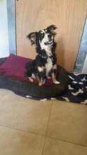 JOSIE, Hund, Kokoni Mischling in Griechenland - Bild 1