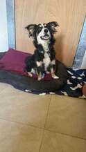 JOSIE, Hund, Kokoni Mischling in Griechenland - Bild 2