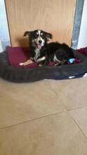 JOSIE, Hund, Kokoni Mischling in Griechenland - Bild 3