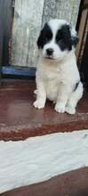 ANTON, Hund, Mischlingshund in Griechenland - Bild 4