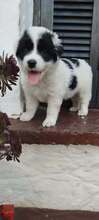 ANTON, Hund, Mischlingshund in Griechenland - Bild 5