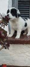 ANTON, Hund, Mischlingshund in Griechenland - Bild 6