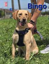 BINGO, Hund, Mischlingshund in Kroatien - Bild 1
