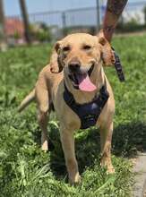 BINGO, Hund, Mischlingshund in Kroatien - Bild 2
