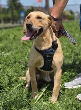 BINGO, Hund, Mischlingshund in Kroatien - Bild 4