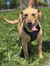 BINGO, Hund, Mischlingshund in Kroatien - Bild 5