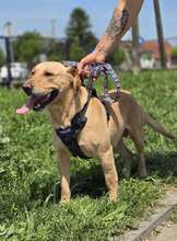 BINGO, Hund, Mischlingshund in Kroatien - Bild 6