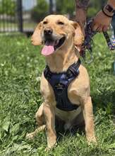 BINGO, Hund, Mischlingshund in Kroatien - Bild 7