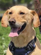 BINGO, Hund, Mischlingshund in Kroatien - Bild 8
