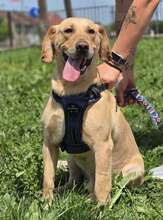 BINGO, Hund, Mischlingshund in Kroatien - Bild 9
