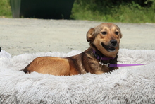PAULINA, Hund, Mischlingshund in Hagen - Bild 1