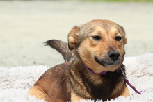 PAULINA, Hund, Mischlingshund in Hagen - Bild 2