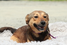 PAULINA, Hund, Mischlingshund in Hagen - Bild 3